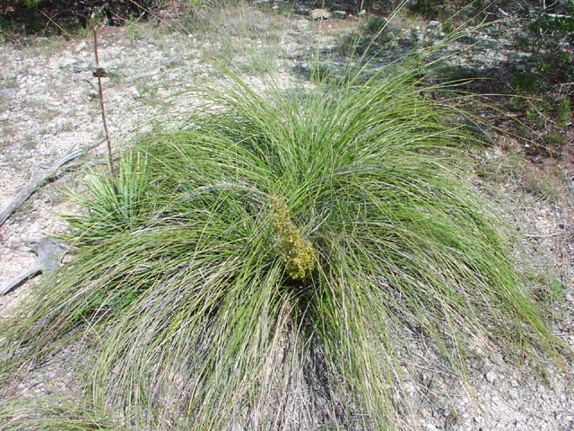 Nolina texana